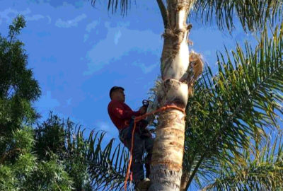 tree removal Epping