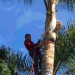 tree removal Epping