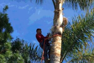 tree removal Epping