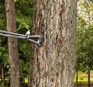 tree removal Heidelberg
