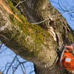 tree removal Garden City