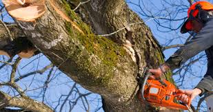 tree removal Garden City