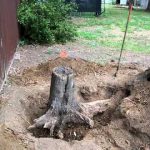 tree removal Coburg